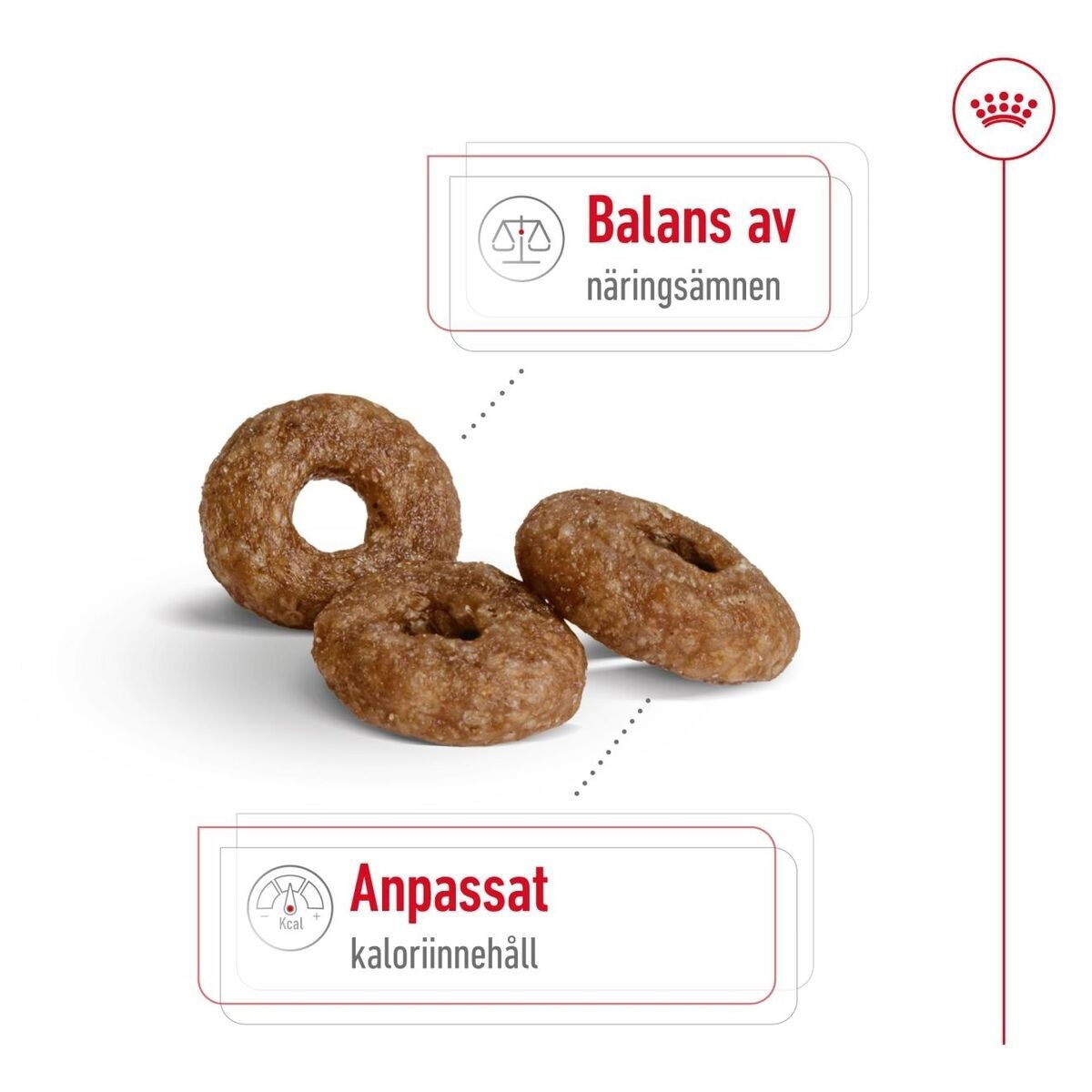Royal Canin Mini Ageing 12+ torrfoder för hund