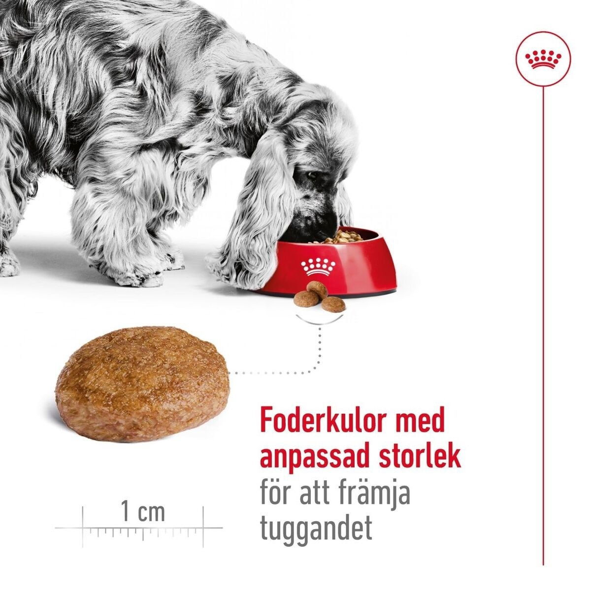 Royal Canin Medium Adult 7+ torrfoder för hund