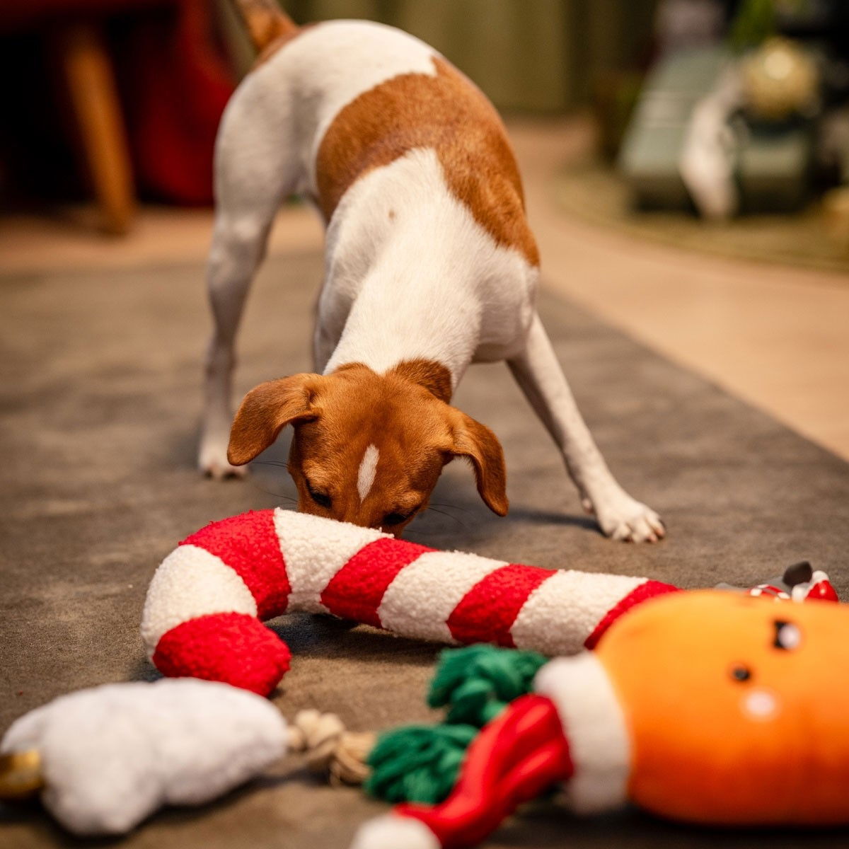 Bark-a-Boo Tufflove Holiday candycane M