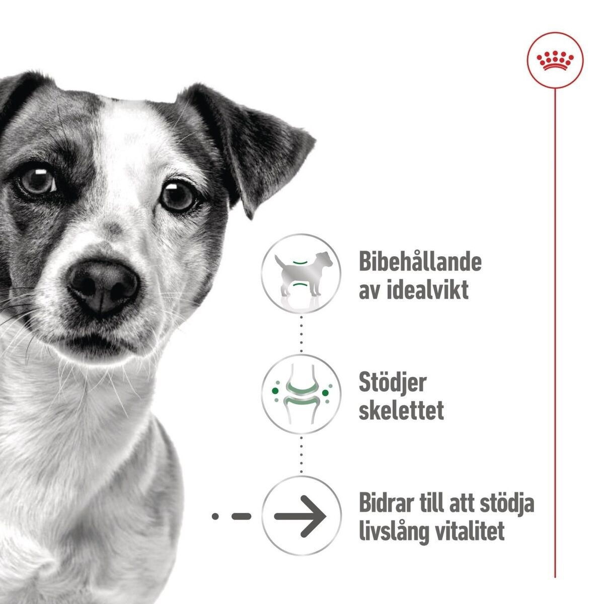 Royal Canin Mini Ageing Gravy våtfoder för hund